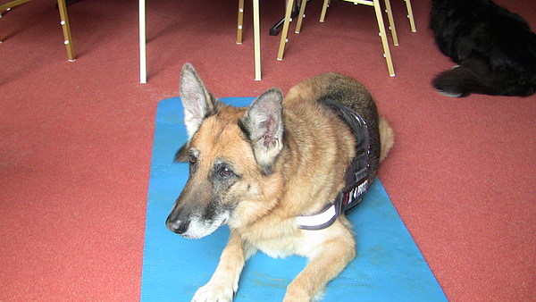 med_7 Bessy.JPG (600 x 338)